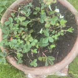 Strawberry Planter Full Of Producing Plants