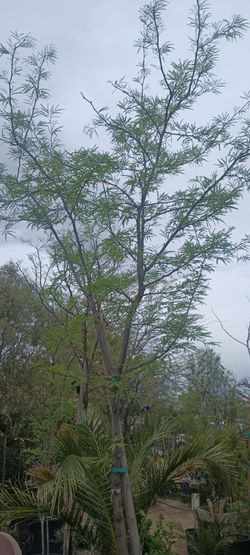Mesquite and pepper tree.