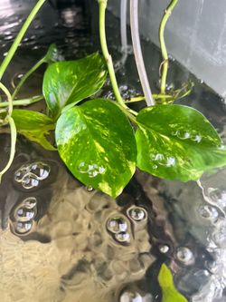Golden Pothos Cuttings