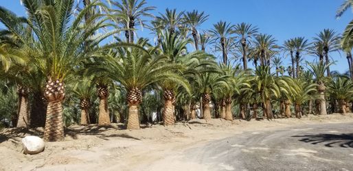 PALM TREES and OLIVE TREES