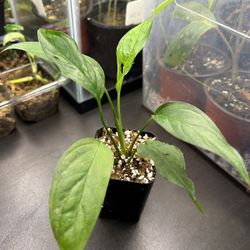 Monstera Obliqua Xanthospatha