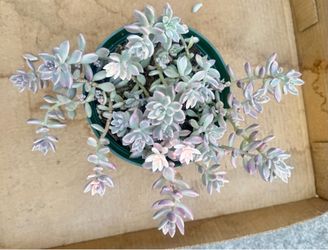 Variegated Mirinae in 6” pot