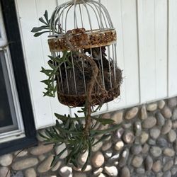 Mix Of Succulent Plants Growing Inside Decorative Hanging Metal Bird Cage, Bird Cage With Plants Inside 