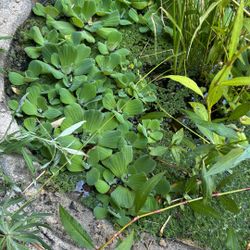 Water Lettuce 5-6 Inches