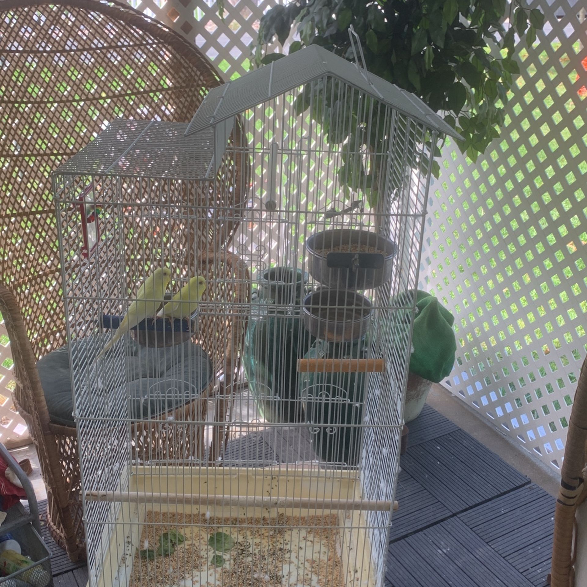 Birds Cage With Every Thing You See In The Cage