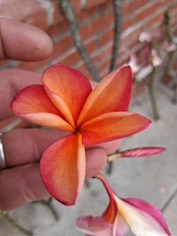 Orange plumeria clippings