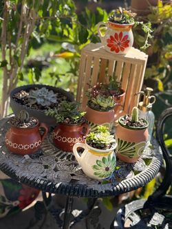 Succulents