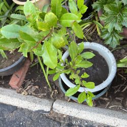 Fica Tree In Pot Decorative 