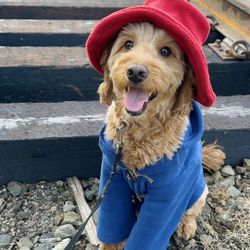 Paddington Bear Dog Costume