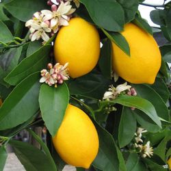 Grafted Dwarf Meyer Lemon Trees 🌿🌿🌿😃😃🍋🌿🌿🌿