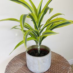 Dracaena Lemon Lime Plants