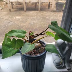 Philodendron MUCH MORE NEW GROWTH (3RD PIC)