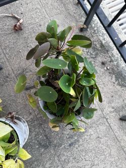 Chinese Money Plant (Pilea Peperomioides)