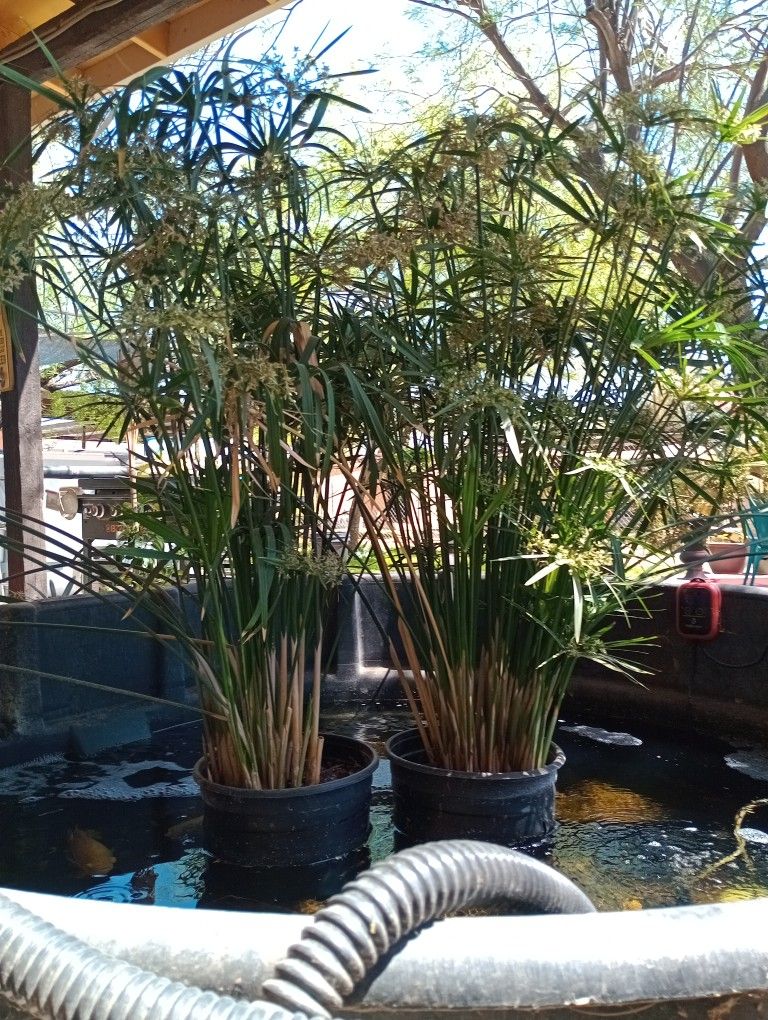 Pond Plants