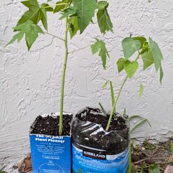 Papaya Plants