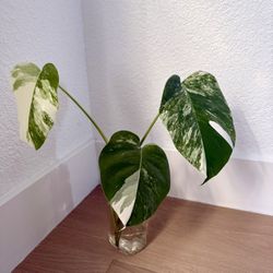 Rare Monstera Albo 'Three Leaves' Cutting for Sale! 🌿💚