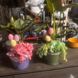 Plants Easter Succulents