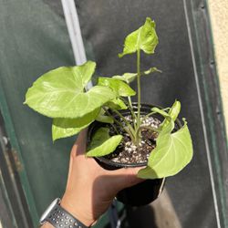 Holly Syngonium Plant