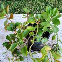 #27 Kalanchoe blossfeldiana 1gal 20"tall