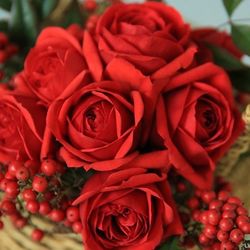 Rare European, Japan rose plants ,      Red Apple 