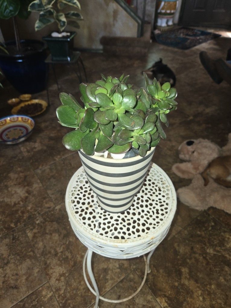 Healthy Jade Plant In 8in Ceramic Pot With Shells And Stones