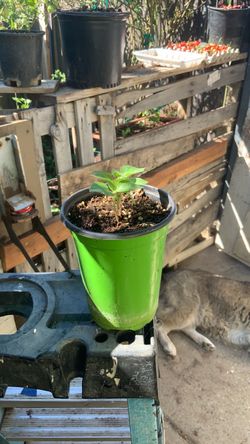 Planta chile manzano. Manzano peppery plan