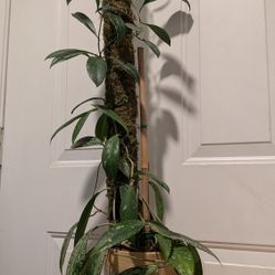 Beautiful Established Hoya Carnosa on Moss Pole (2.5 ft)