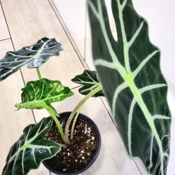 🌿Healthy Live Air Purifying Houseplant Alocasia Polly / African Mask Plant 17" Tall In Pot 5" ~ Beautiful Purple Underside Leaves 
