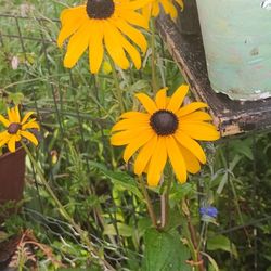 Black Eyed Susan Plants