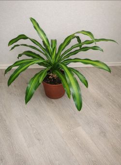 Beautiful healthy plant