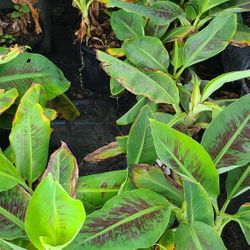 Bananas Dwarf Cavendish 2gallon 