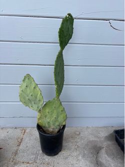 Prickly Pear Cactus