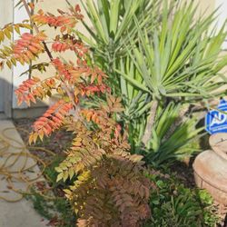 About To Wake Up.   Perfect To Plant N New Home. Pick Up 