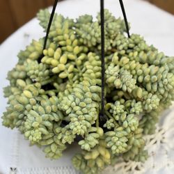 Donkey Tail Plant