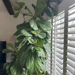 Fiddle Leaf Fig Tree