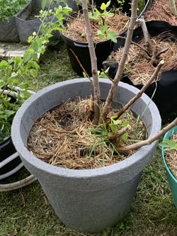 Kadota fig tree , Chicago Hardy, Strawberry Greece , LSU purple, Mulberry tree cuttings.
