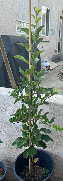 Three Apple Trees