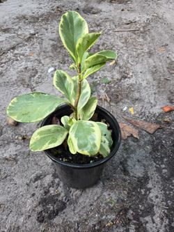 Peperomia Obtusifolia Variegated 
