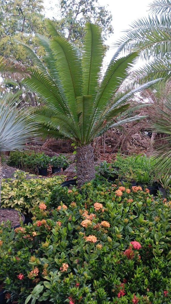 Dioon Palm 🌴$975.00