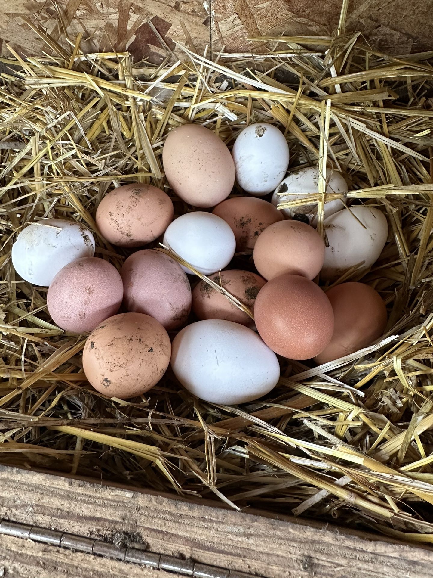Fresh Organic Farm Eggs