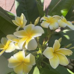 Plumeria