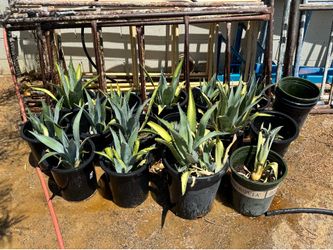 Maguey plants