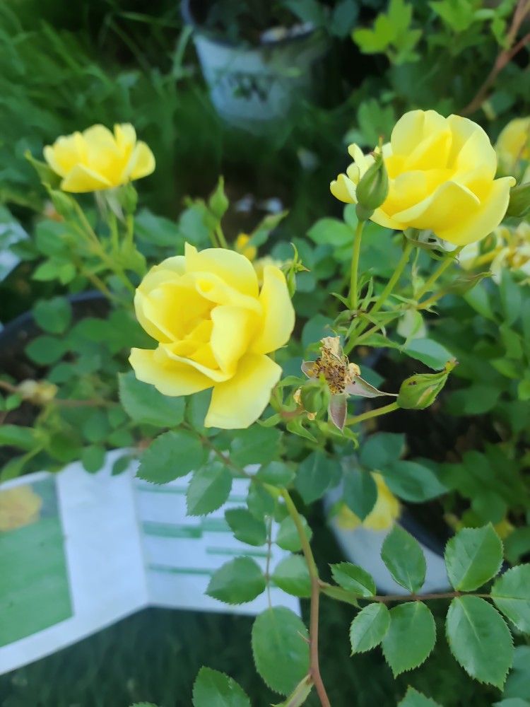 yellow roses $10