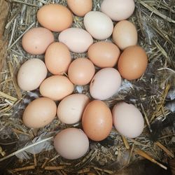 Fresh Organic Free Range Eggs