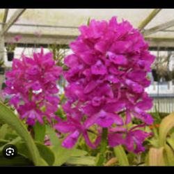 Orchid Orquidea Cattleya 