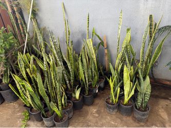 Snake plant