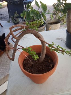 Jade Plant Bonsai Style in Terra Cotta Pot 30 each