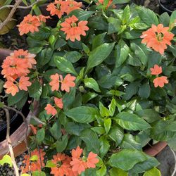 BLOOMING CROSSANDRA PLANTS IN PLASTIC POT FOR SALE