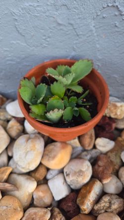 Potted succulent plant