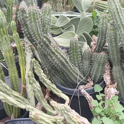 Cactus, Plants